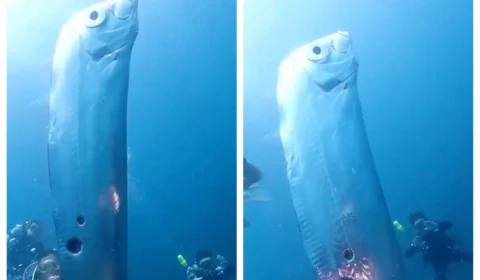 VÍDEO: raro e gigante, peixe-remo é visto por mergulhadores do Taiwan