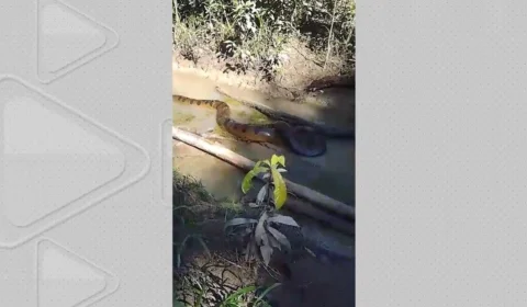 Moradores flagram sucuri ‘gigante’ em igarapé no interior do Acre