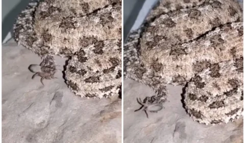 VÍDEO: cobra com ‘fantoche’ de aranha engana animais na caçada; saiba como