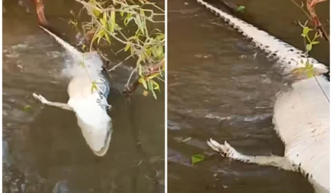 VÍDEO: jacaré é devorado por cardume de piranhas no rio Javaés, em Tocantins