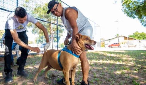 Campanha de Vacinação Antirrábica inicia nesse sábado, 5, em Boa Vista