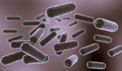 Bactéria pode ser usada para detectar câncer precoce, estudam cientistas