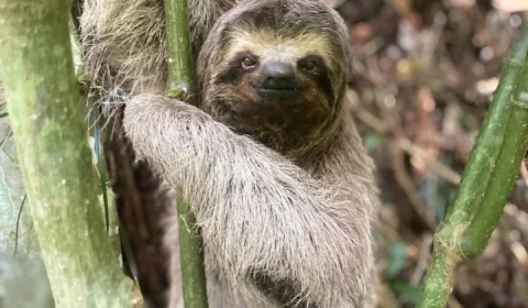 Proibição da venda de espécies de animais silvestres é aprovada em Comissão