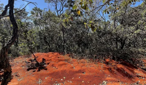Alertas de desmatamento batem recorde no Cerrado; Amazônia tem queda