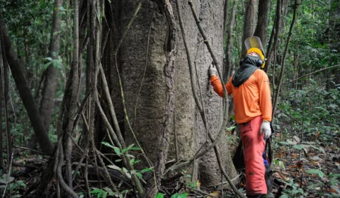 Brasil pode ganhar R$ 776,5 bi ao recuperar 12 milhões de hectares de florestas