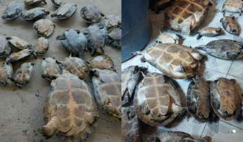 Dupla é indiciada por venda ilegal de quelônios em Beruri, no interior do AM