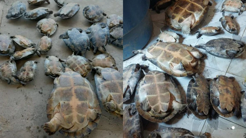 Dupla é indiciada por venda ilegal de quelônios em Beruri, no interior do AM