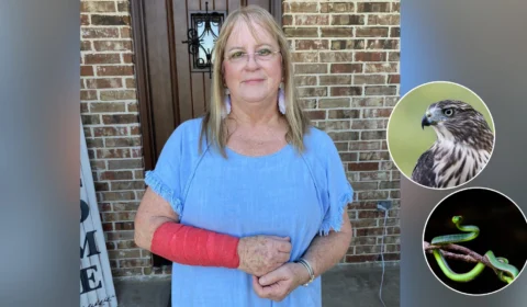 Mulher é ferida por falcão e cobra ao mesmo tempo, nos EUA