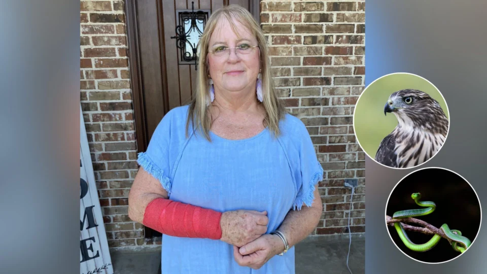 Mulher é ferida por falcão e cobra ao mesmo tempo, nos EUA