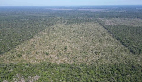 AM fecha mês de julho com queda de 81,2% no desmatamento, diz Inpe