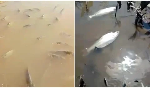 Pesquisador alerta sobre perigo após mortes de peixes em rios do AM