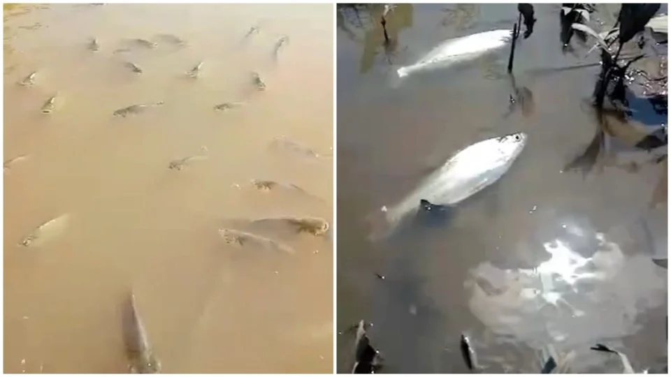 Pesquisador alerta sobre perigo após mortes de peixes em rios do AM