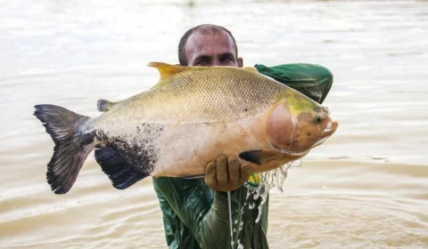 Pesquisa avalia óleos essenciais como anestésicos no transporte de peixes no AM