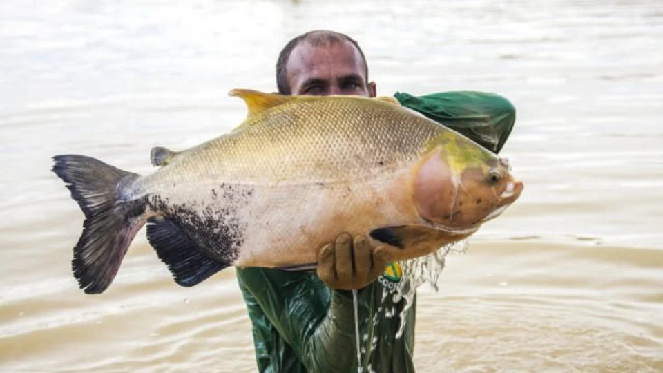 Pesquisa avalia óleos essenciais como anestésicos no transporte de peixes no AM
