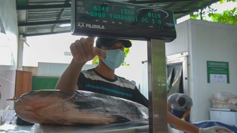 ‘Feira do Tambaqui’ em Manaus comercializa peixe à partir de R$ 10; confira