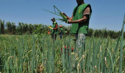 Agro contará com cerca de R$ 1 bilhão de investimentos do novo PAC, diz Mapa
