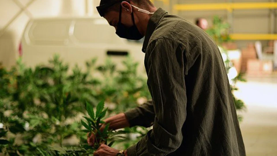 Alemanha avalia legalizar maconha para fins recreativo com projeto de lei