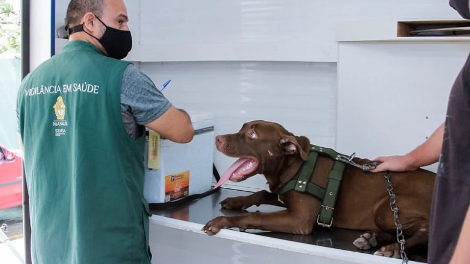 Manaus abre agendamentos para serviços de castração de cães e gatos; confira