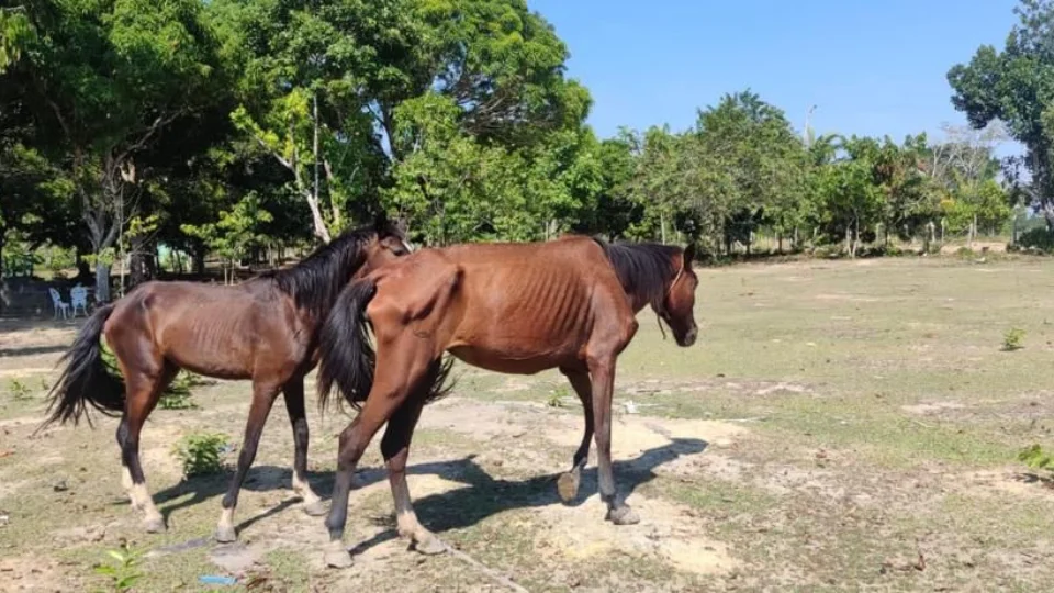 AM: seis cavalos são resgatados em situação de maus-tratos em Rio Preto da Eva