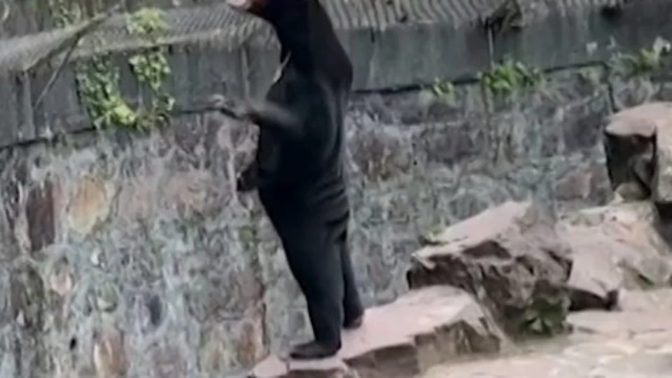 VÍDEO: urso anda em pé e acena para turistas em zoológico da China