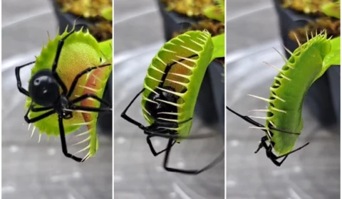 VÍDEO: planta carnívora devora aranha maior que ela e surpreende por força
