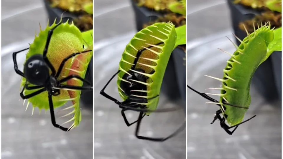 VÍDEO: planta carnívora devora aranha maior que ela e surpreende por força
