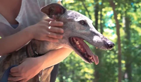 VÍDEO: Especialista dá dicas de cuidados com animais durante o verão em RR