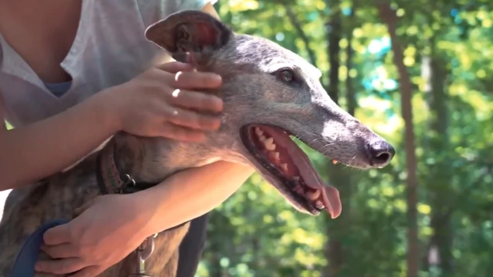 VÍDEO: Especialista dá dicas de cuidados com animais durante o verão em RR