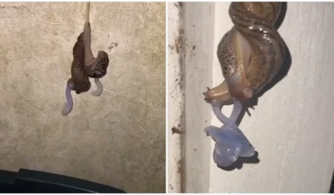 Com órgãos reprodutivos saindo da cabeça, vídeo flagra sexo de lesmas; veja