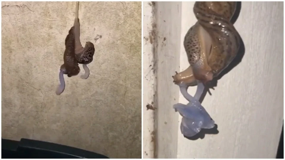 Com órgãos reprodutivos saindo da cabeça, vídeo flagra sexo de lesmas; veja