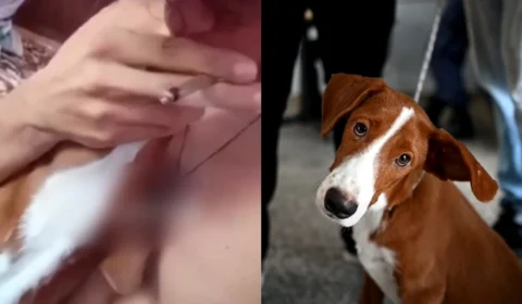 VÍDEO: cachorro é forçado a fumar maconha por dono em Manaus