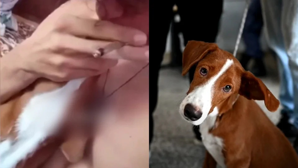 VÍDEO: cachorro é forçado a fumar maconha por dono em Manaus