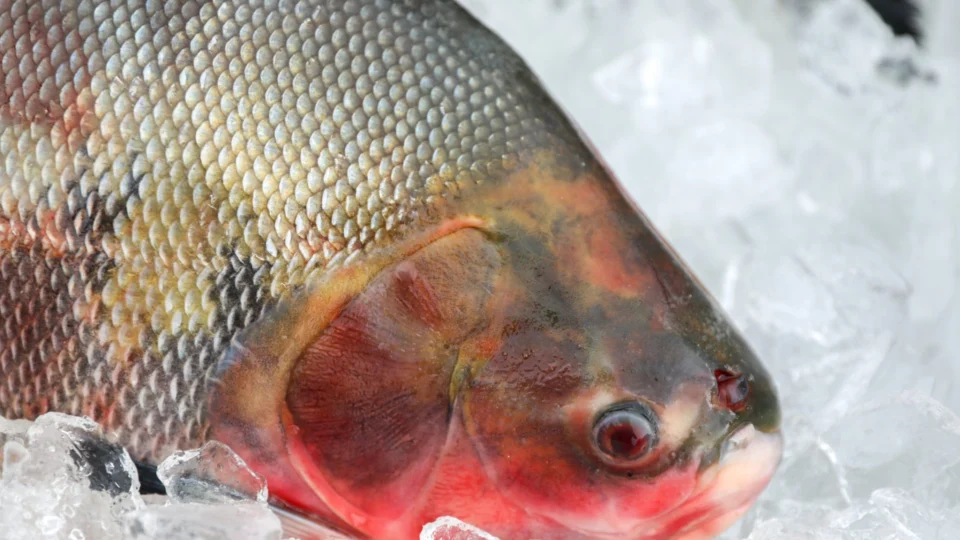 AM tem 83 notificações de rabdomiólise; 49 casos são confirmados