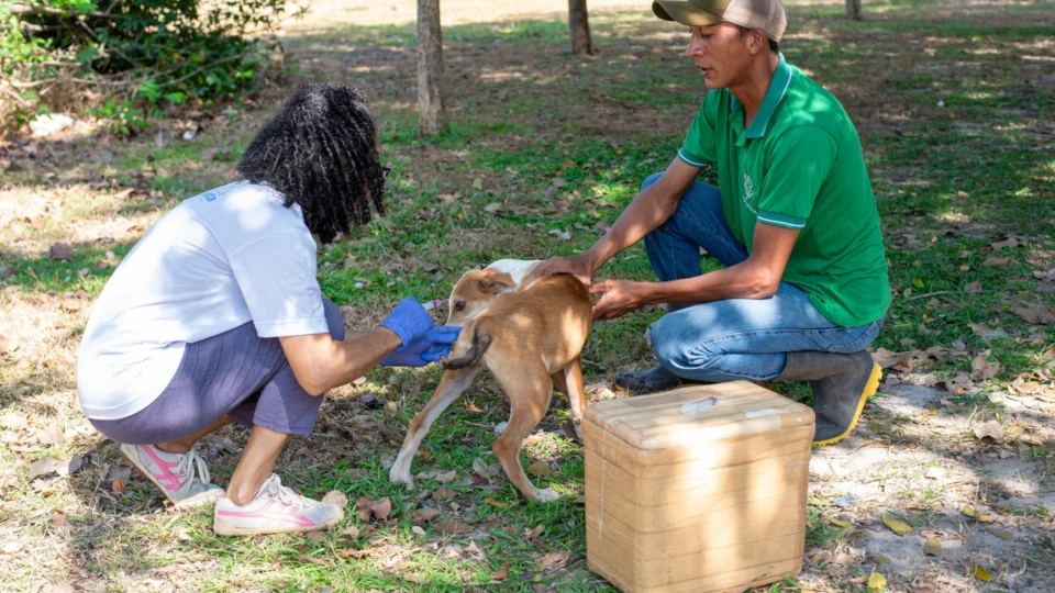 Campanha Antirrábica vai atender PA Nova Amazônia em Boa Vista