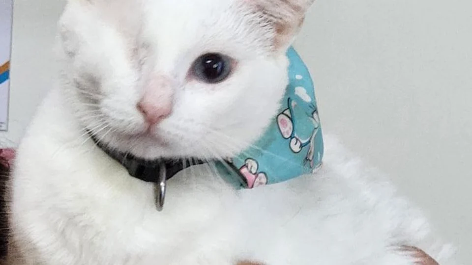 Calor como em Manaus é alerta maior para quem tem pet com deficiência; entenda