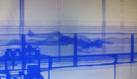 Scanner identifica corpo em contêiner no Porto de Santos em SP