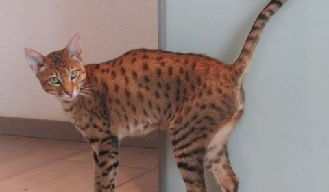 Gato com fisionomia de onça custa cerca de R$ 100 mil; veja características