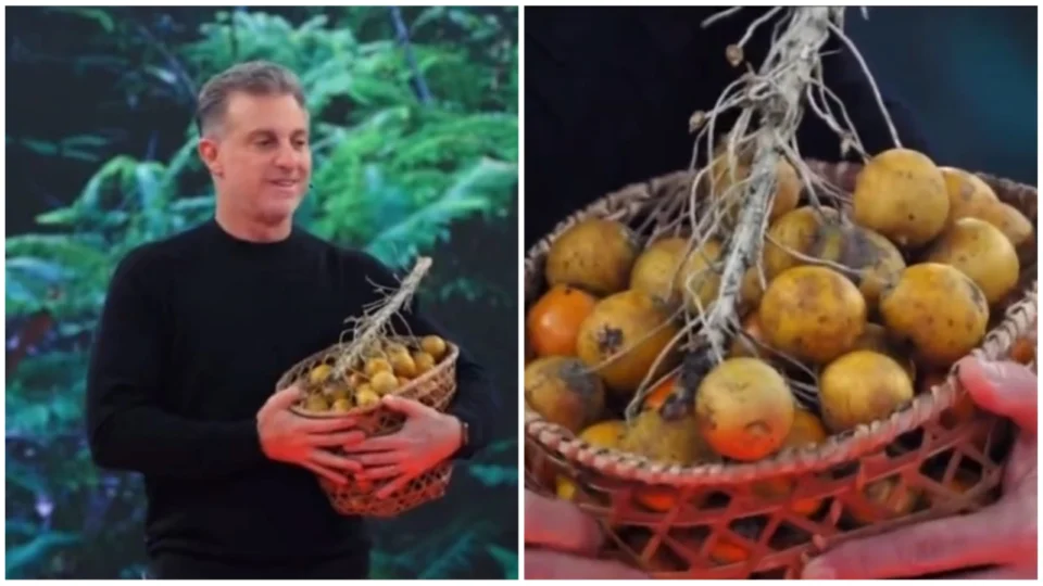 Tucumã: reportagem de Luciano Huck descreve fruto como ‘praga’ no Pará