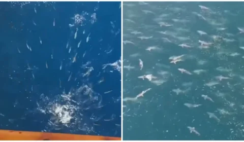 VÍDEO: grupo atrai ‘exército de tubarões’ após alimentar cardumes de peixes