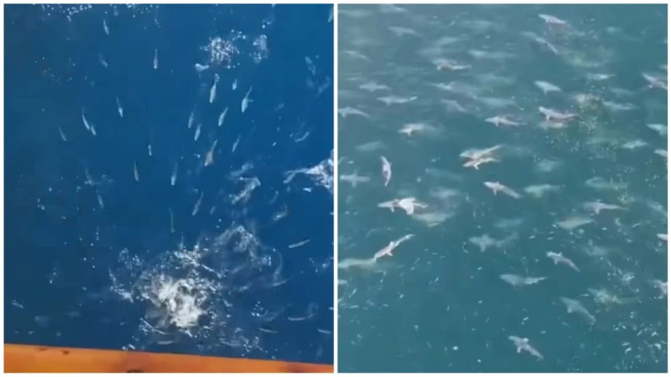 VÍDEO: grupo atrai ‘exército de tubarões’ após alimentar cardumes de peixes