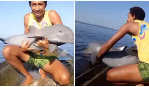 VÍDEO: homem pesca filhote de boto em malhadeira e suposta mãe ronda barco