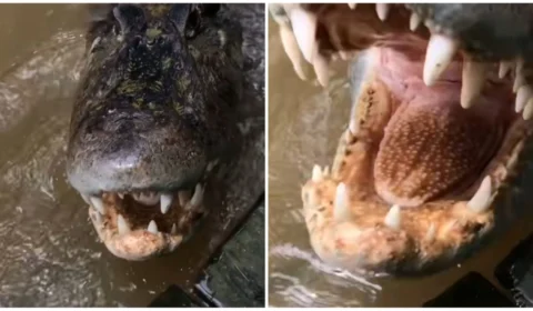 VÍDEO: jacaré-açu avança em câmera e quase abocanha mão de homem no Amazonas