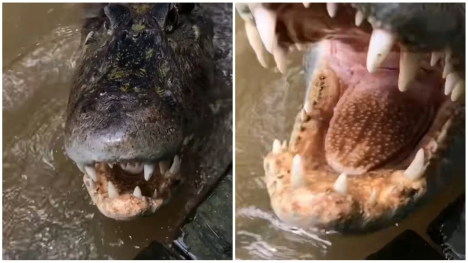 VÍDEO: jacaré-açu avança em câmera e quase abocanha mão de homem no Amazonas