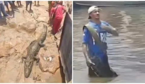 VÍDEO: jacaré surge desorientado às margens do Rio Negro, em Manaus