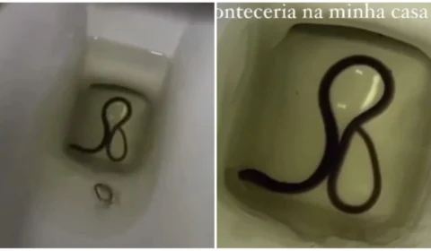 VÍDEO: moradora do DF encontra ‘cobra d’água filhote’ em vaso sanitário