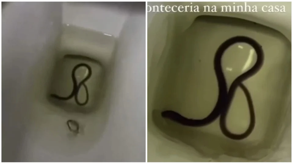 VÍDEO: moradora do DF encontra ‘cobra d’água filhote’ em vaso sanitário