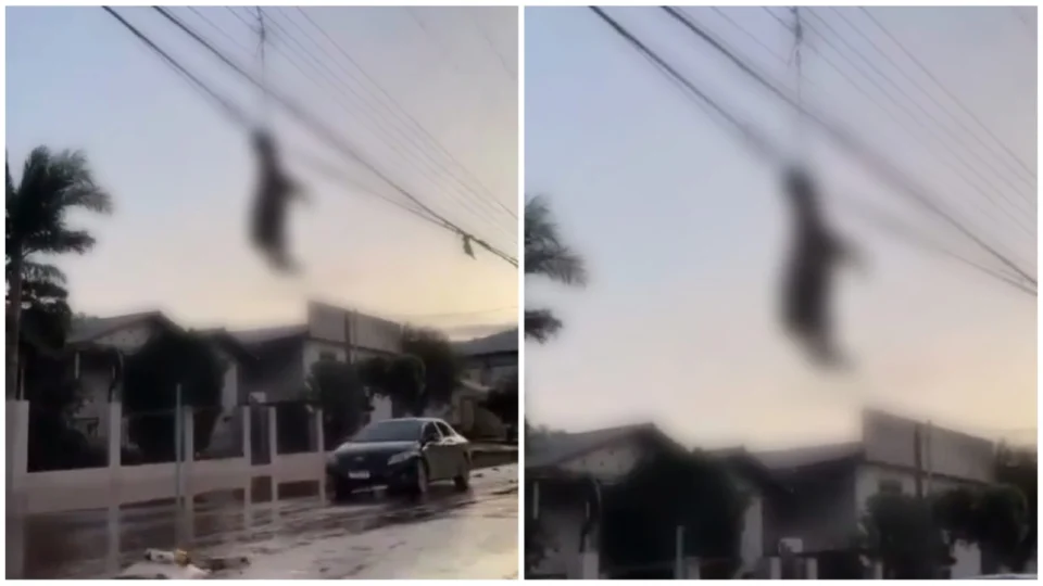 VÍDEO: ovelha fica presa em fiação de Muçum-RS após ciclone extratropical