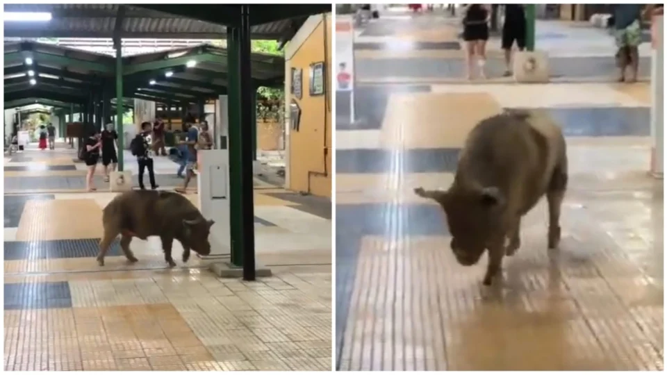 VÍDEO: porco é visto circulando por corredores da Ufam, em Manaus