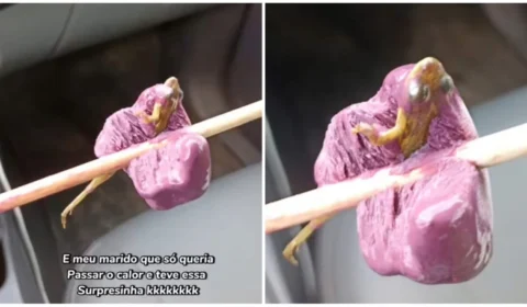 VÍDEO: casal encontra rã em picolé de açaí no interior do Amazonas