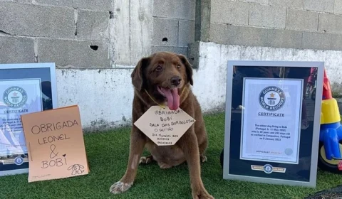Aos 31 anos, morre Bobi, o cão mais velho do mundo, segundo Guinness